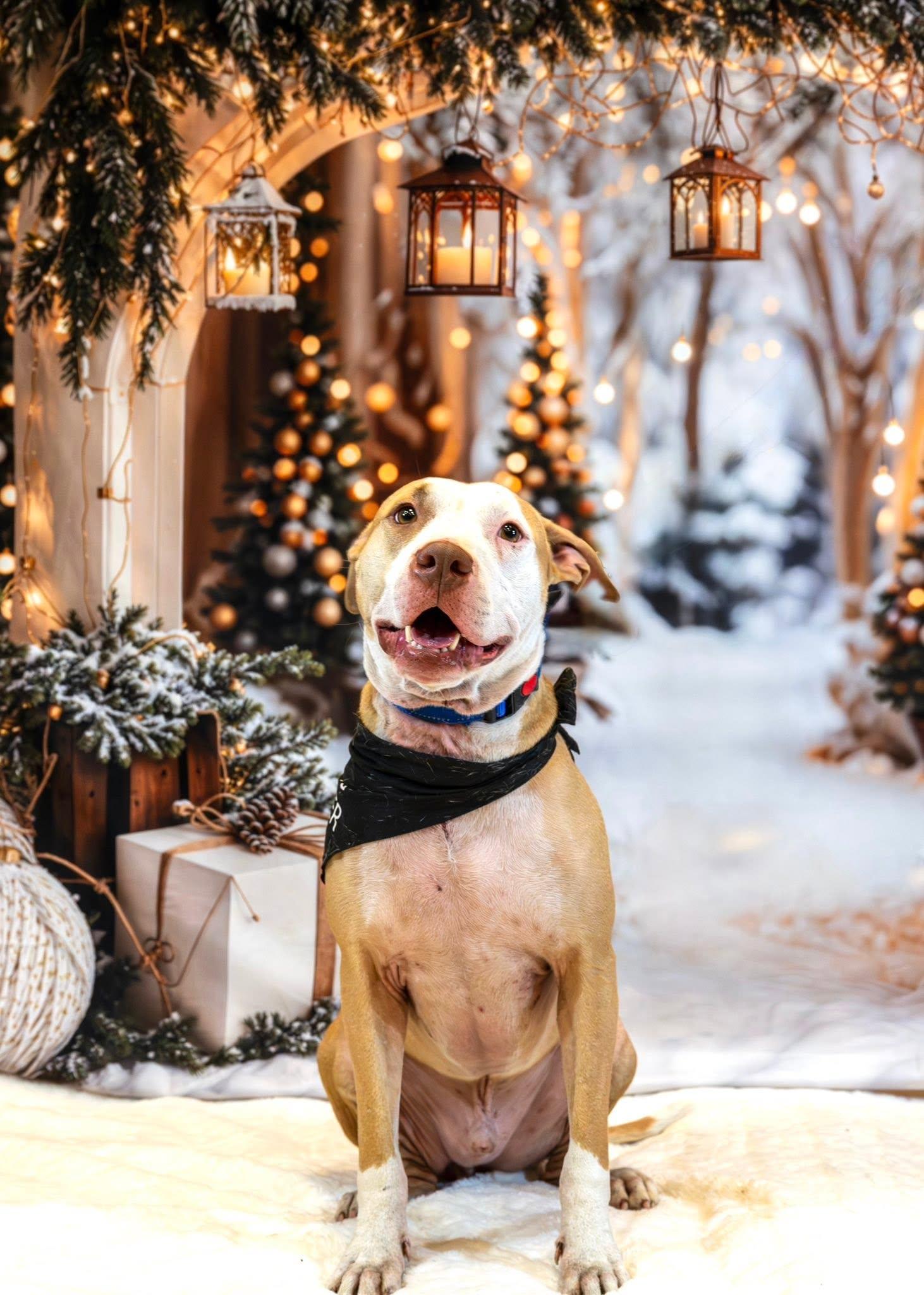 Dutton, Adoptable, Adult Male Terrier & Hound.