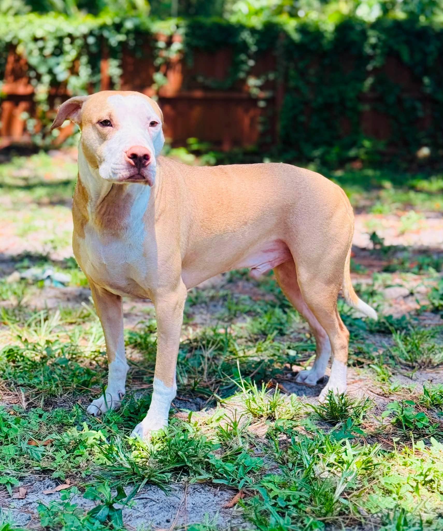 Enlarge Dutton, a Adoptable mixed breed in Estero, FL image 3/6