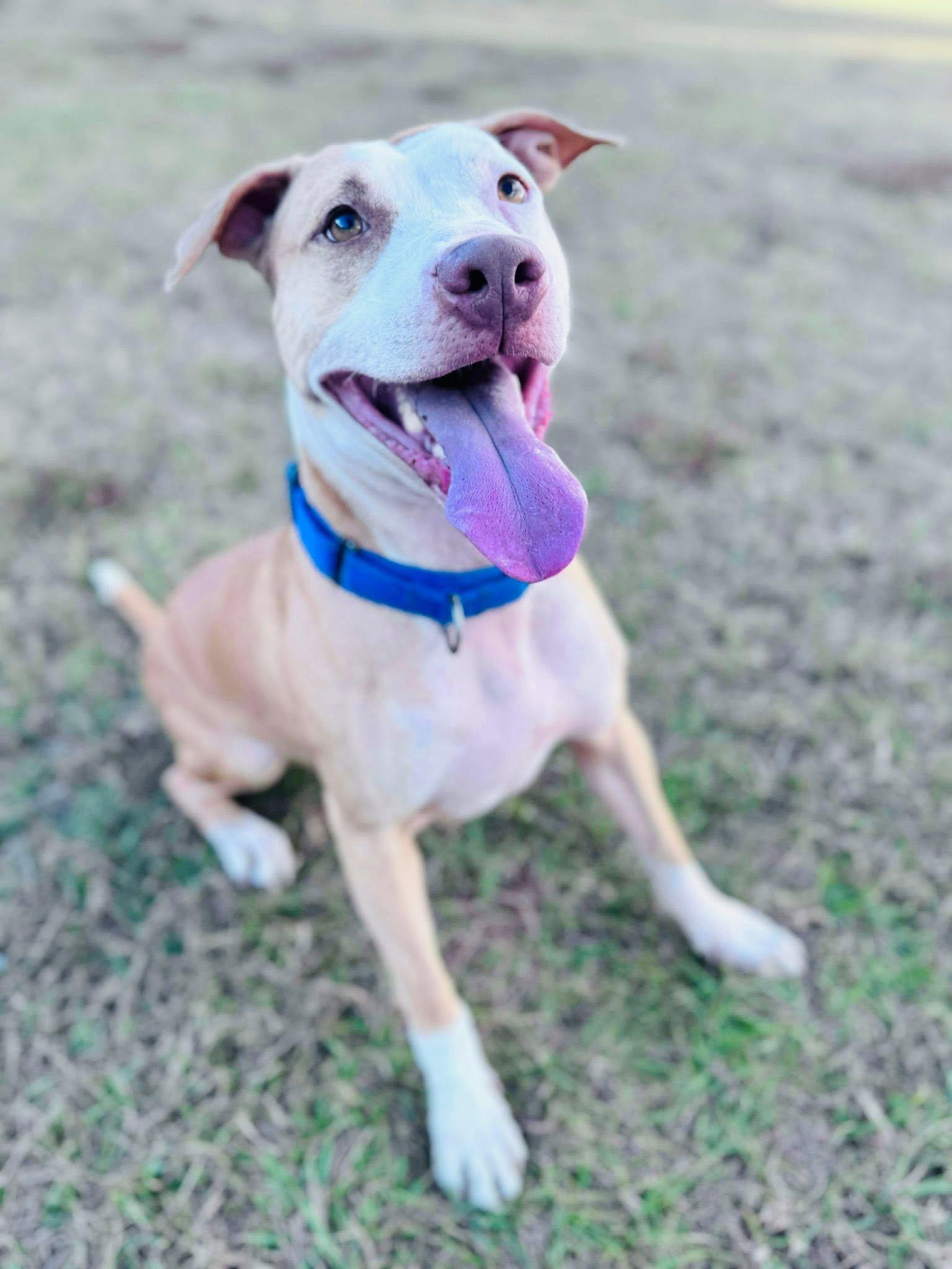 Enlarge Dutton, a Adoptable mixed breed in Estero, FL image 4/6