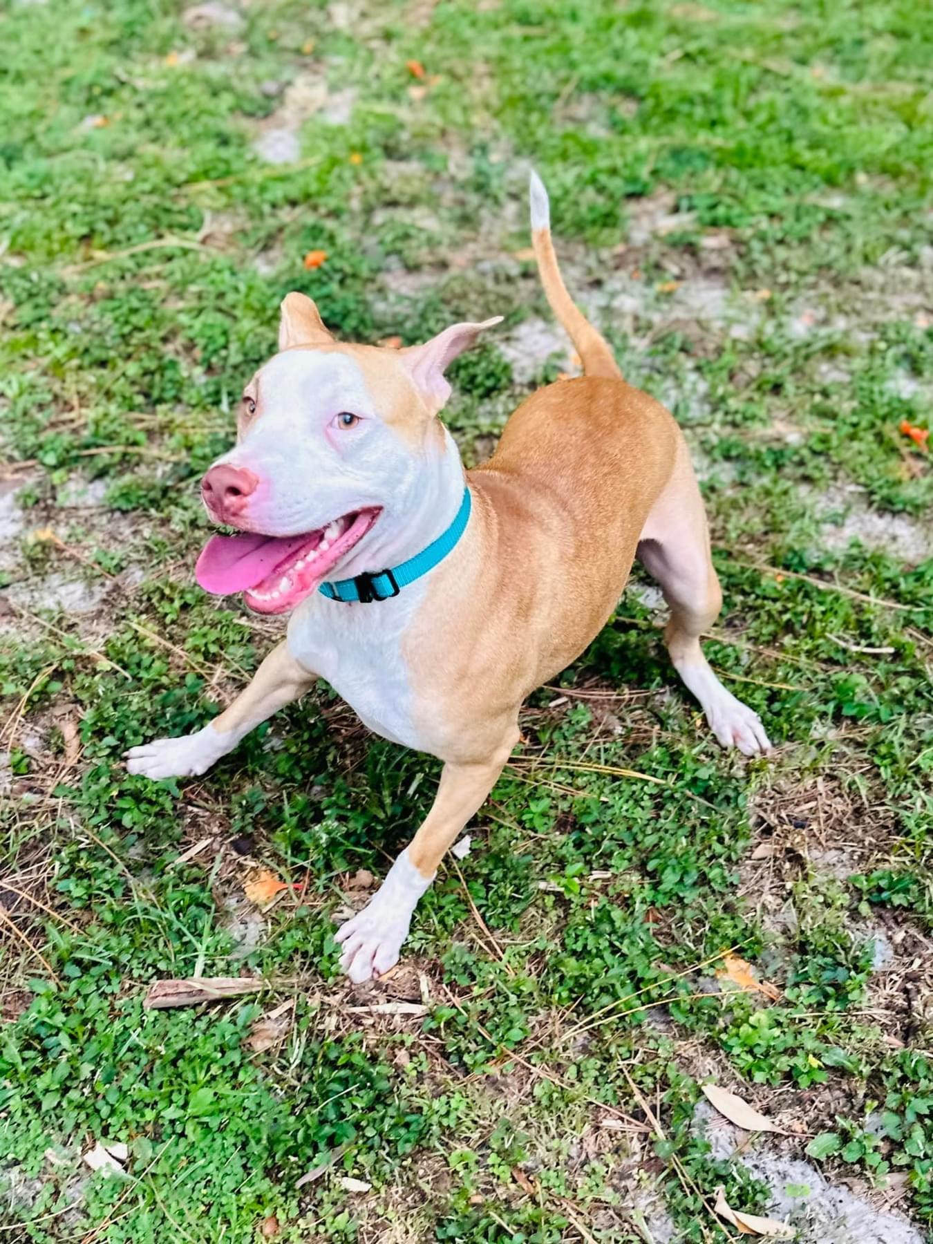 Dutton, a Adoptable mixed breed in Estero, FL image 2/6