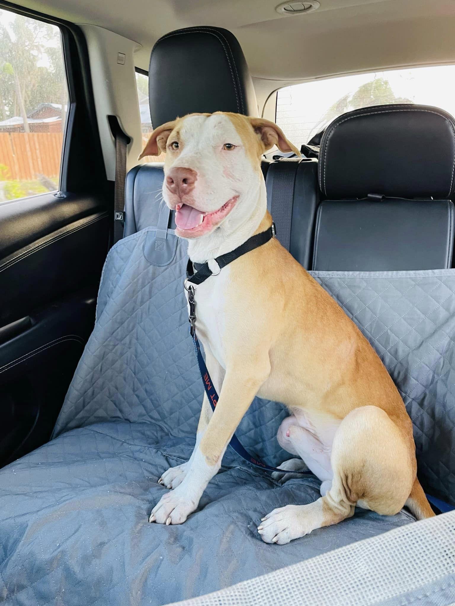 Dutton, a Adoptable mixed breed in Estero, FL image 3/6