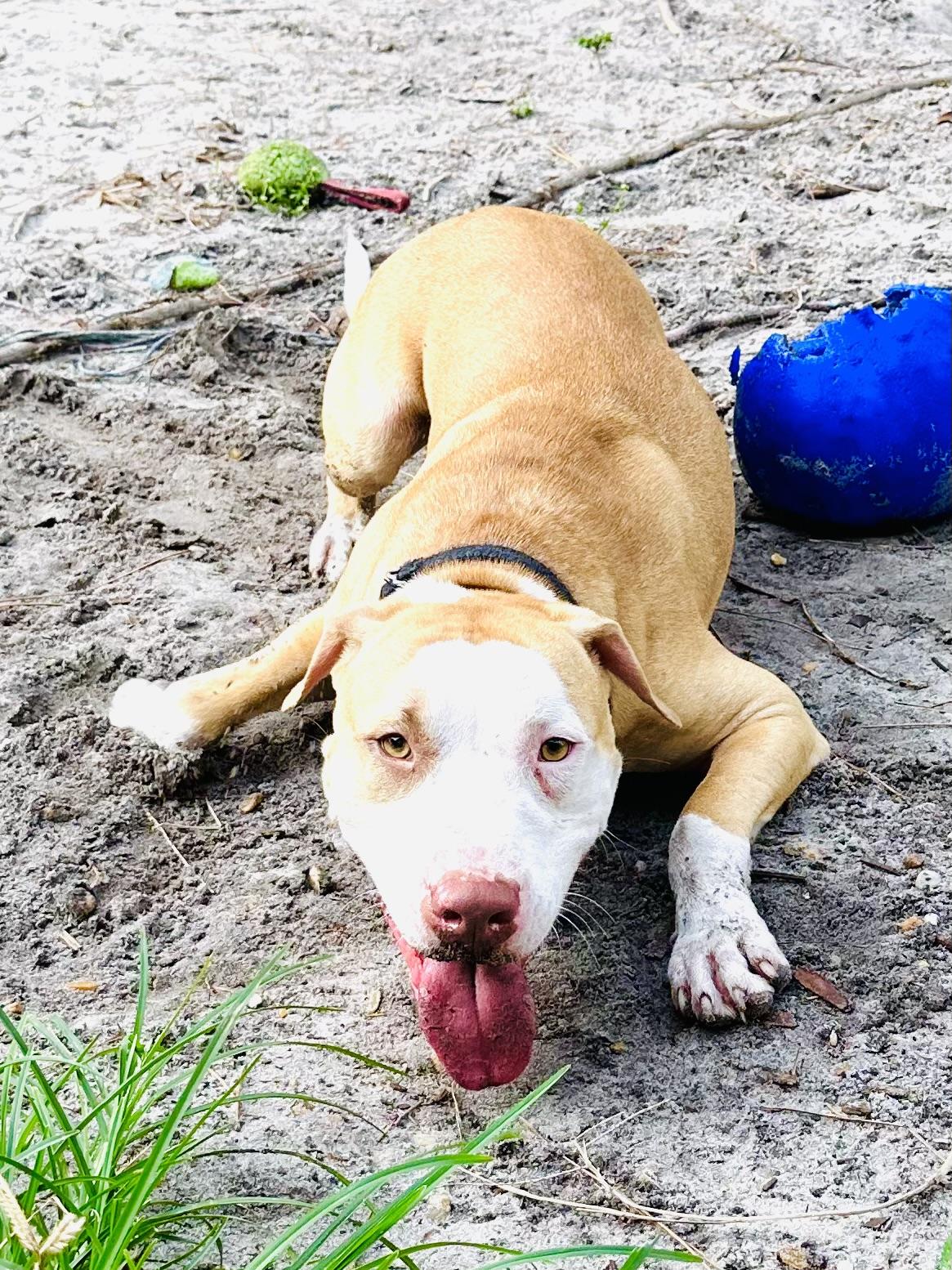 Dutton, a Adoptable mixed breed in Estero, FL image 4/6