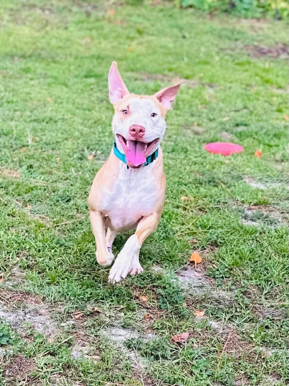 Dutton, a Adoptable mixed breed in Estero, FL image 5/6