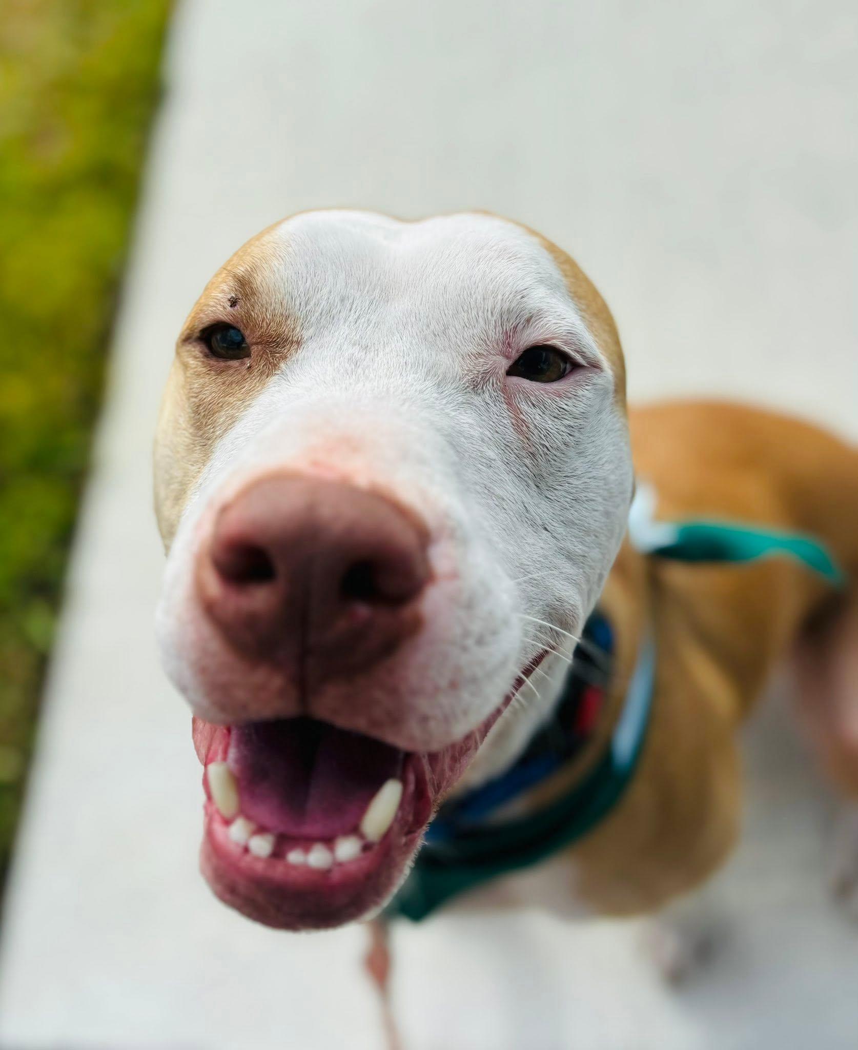 Dutton, a Adoptable mixed breed in Estero, FL image 6/6