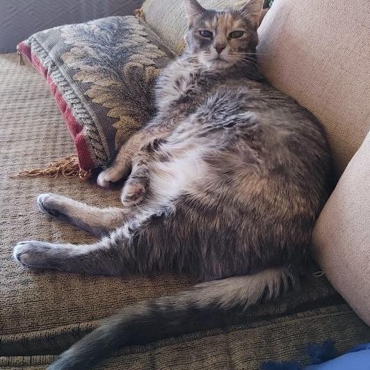 Ozzette 22, a Adoptable Domestic Short Hair in Austin, TX image 1/6