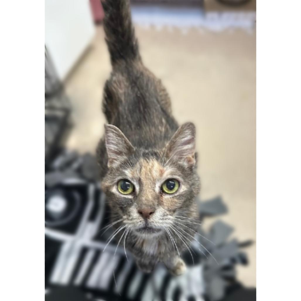 Ozzette 22, Adoptable, Senior Female Domestic Short Hair.