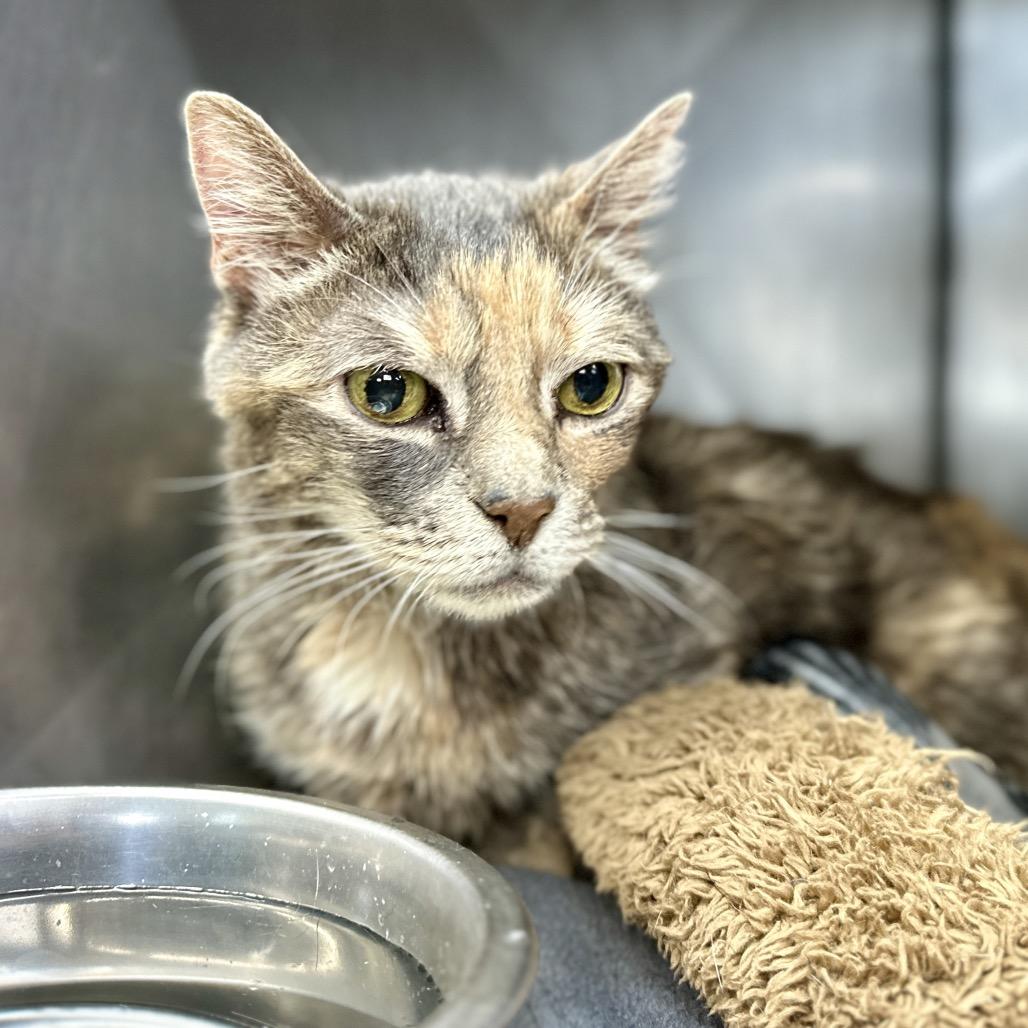 Enlarge Ozzette 22, a Adoptable Domestic Short Hair in Austin, TX image 1/5