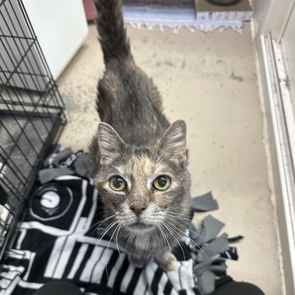 Enlarge Ozzette 22, a Adoptable Domestic Short Hair in Austin, TX image 2/5