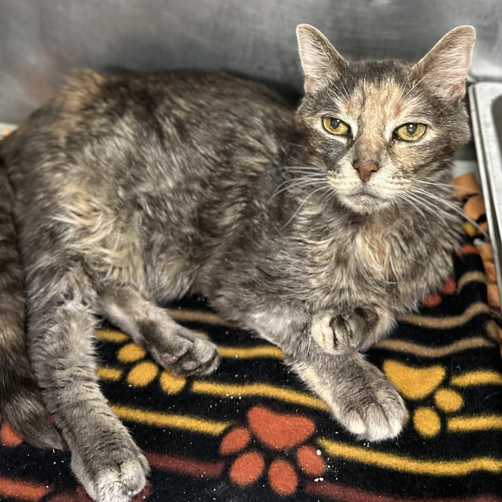 Enlarge Ozzette 22, a Adoptable Domestic Short Hair in Austin, TX image 3/5