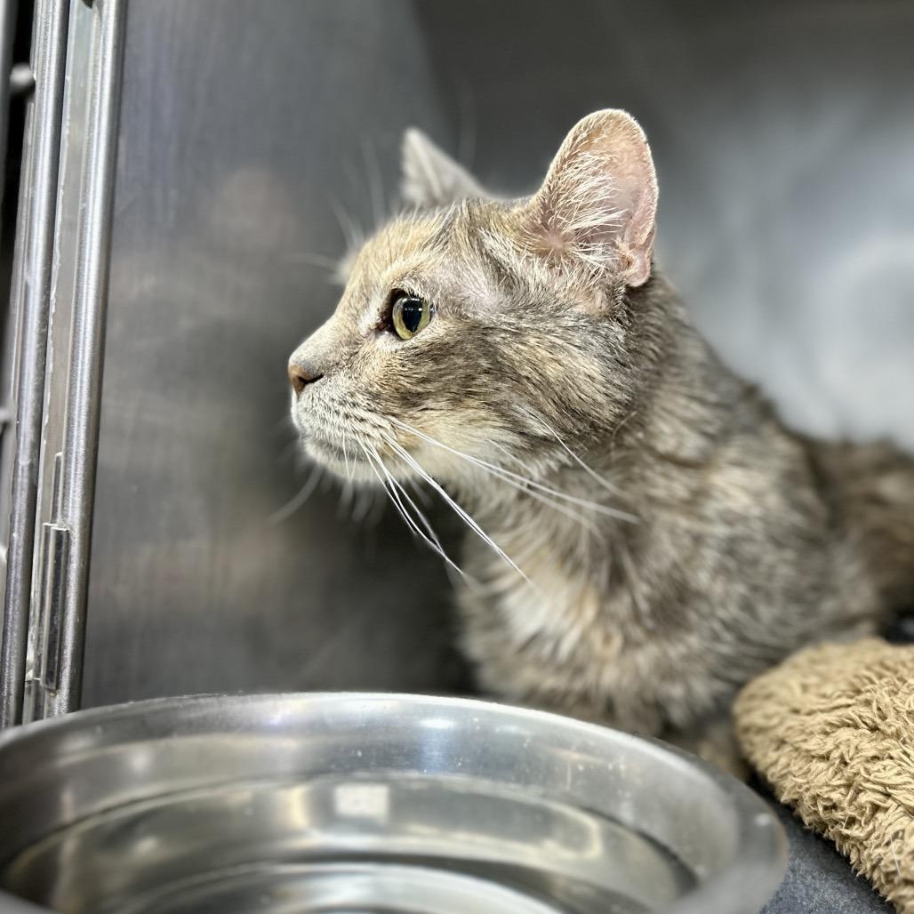 Enlarge Ozzette 22, a Adoptable Domestic Short Hair in Austin, TX image 4/5