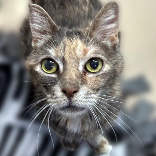 Enlarge Ozzette 22, a Adoptable Domestic Short Hair in Austin, TX image 5/5