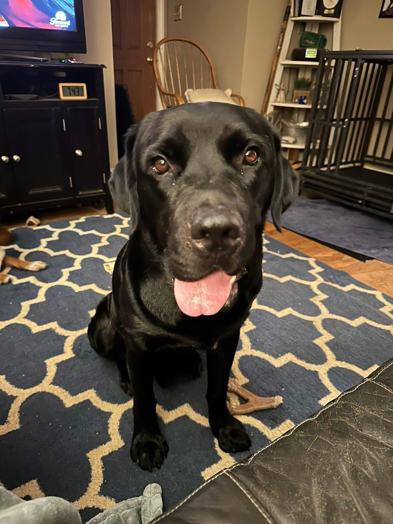 Enlarge Napolean, a Adoptable mixed breed in Elkton, MD image 4/5