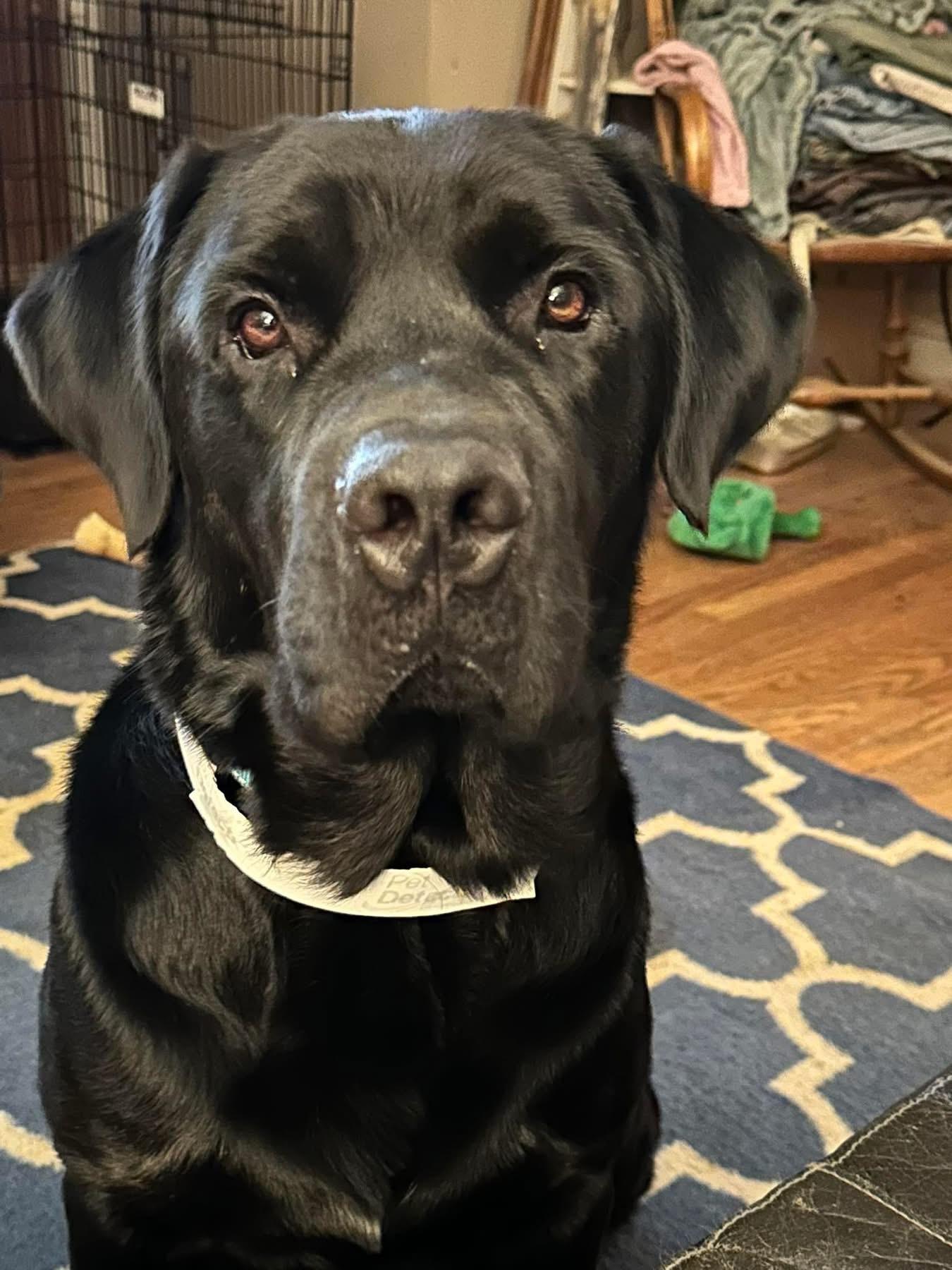 Enlarge Napolean, a Adoptable mixed breed in Elkton, MD image 1/5