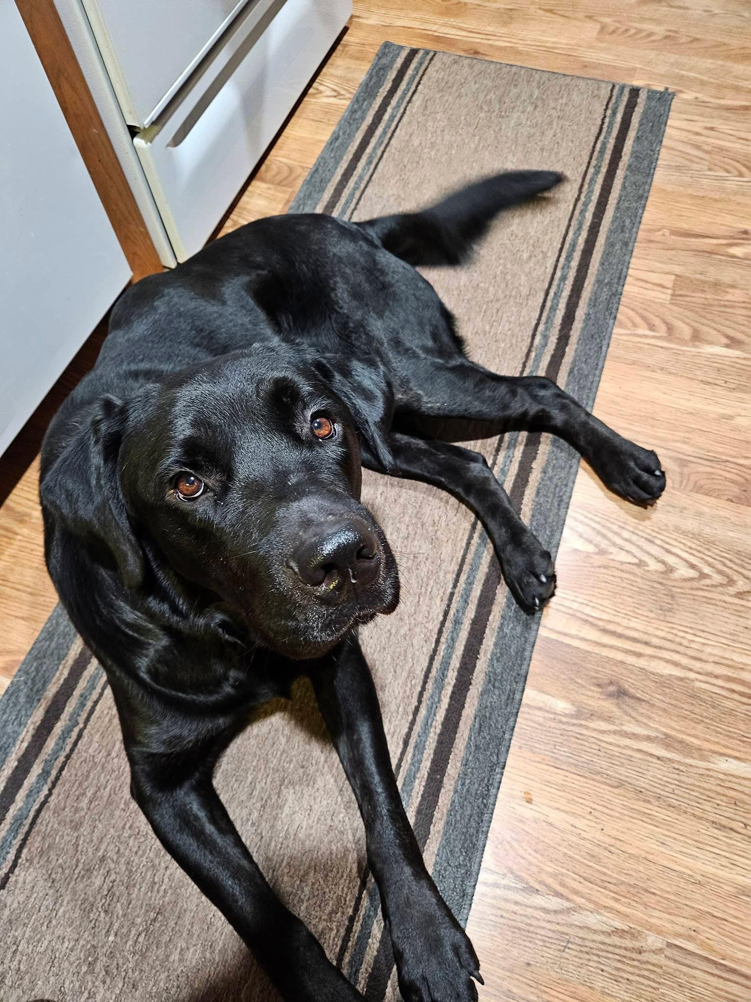 Enlarge Napolean, a Adoptable mixed breed in Elkton, MD image 3/5