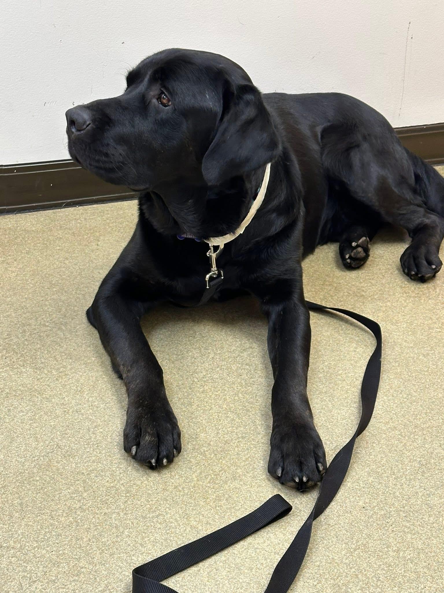 Enlarge Napolean, a Adoptable mixed breed in Elkton, MD image 5/5