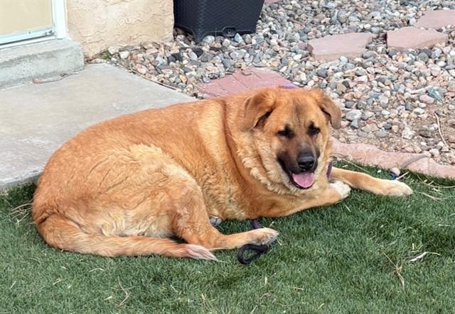 Enlarge REBEL, a Adoptable mixed breed in Albuquerque, NM image 1/1