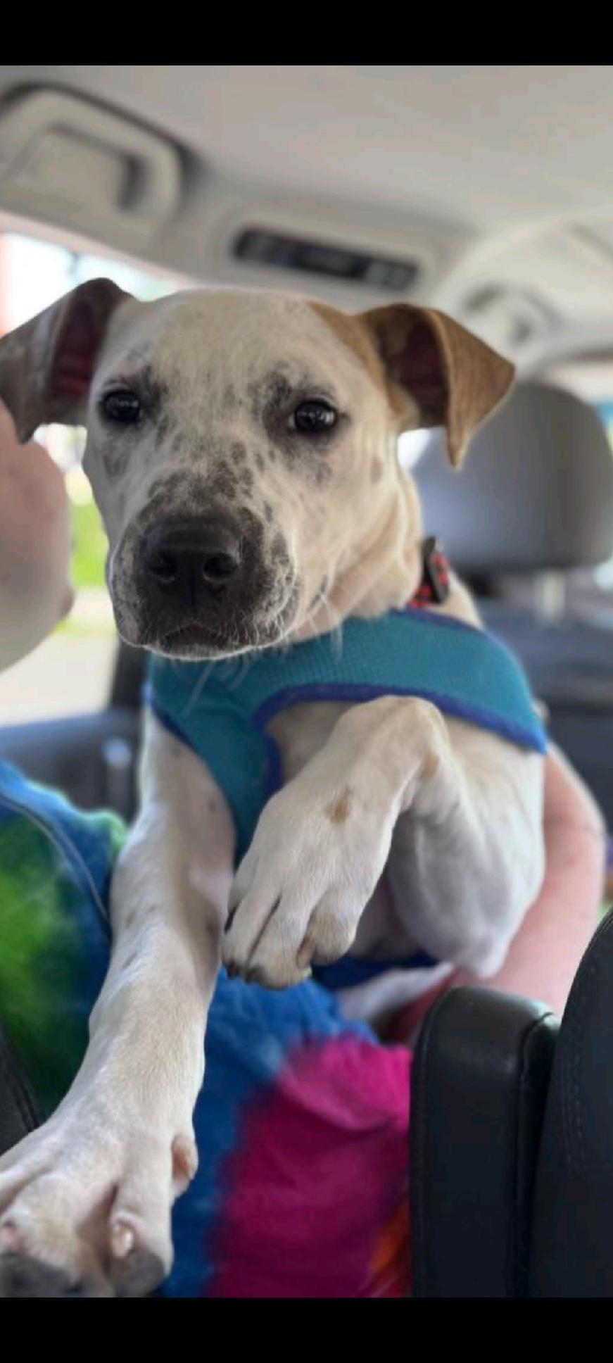 Petey, Adoptable, Young Male Australian Cattle Dog / Blue Heeler.