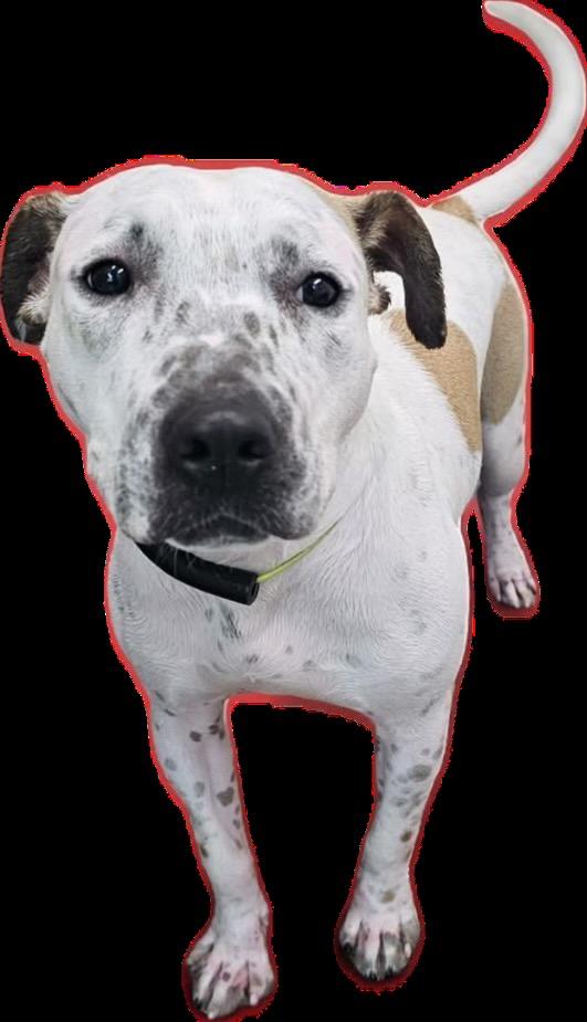 Enlarge Petey, a Adoptable Australian Cattle Dog / Blue Heeler in Lima, OH image 1/1