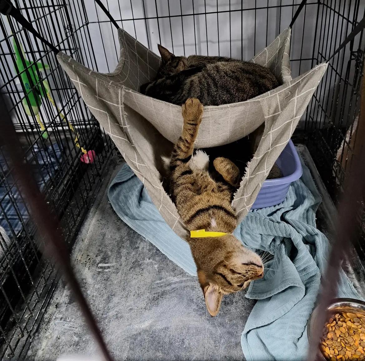 Cat for adoption Roxie and Rosie a Tiger in Le Mars IA Petfinder Cat for adoption Roxie and Rosie a Tiger in Le Mars IA Petfinder