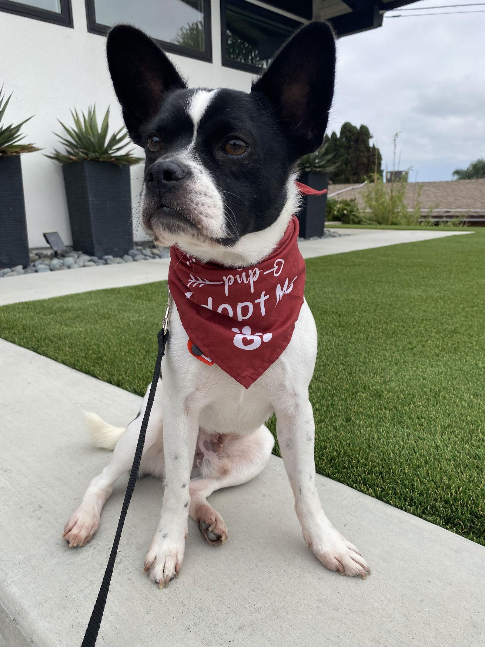 Mosby, Adopted, Young Male Boston Terrier.
