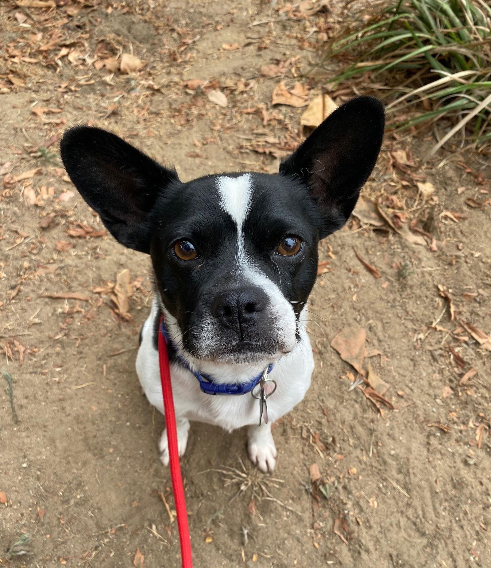 Enlarge Mosby, a Adopted Boston Terrier in Huntington Beach, CA image 2/3