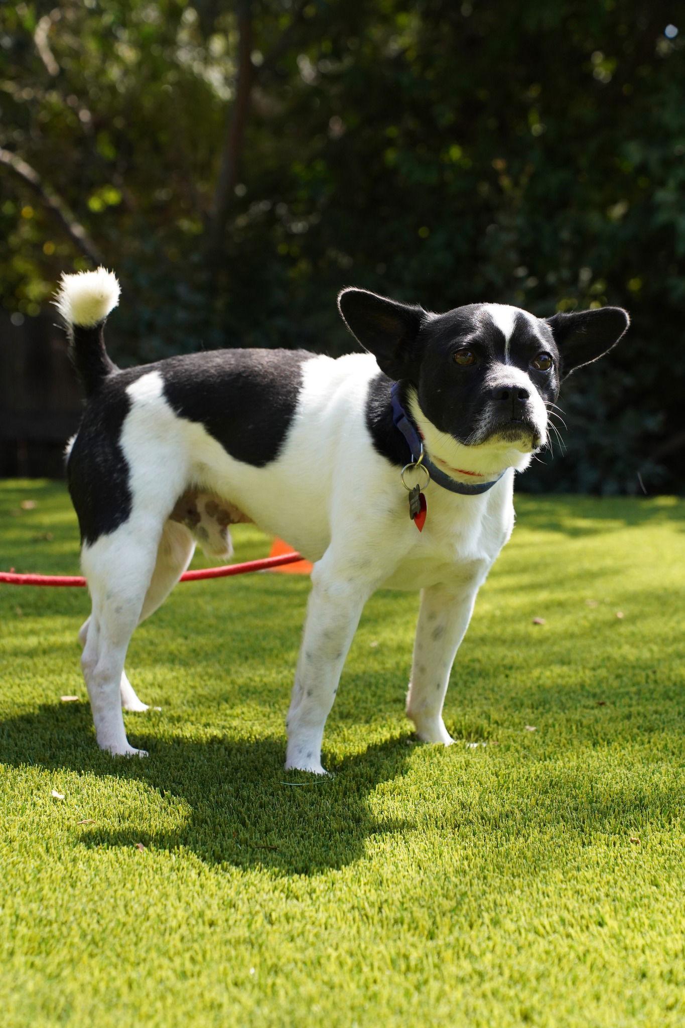 Enlarge Mosby, a Adopted Boston Terrier in Huntington Beach, CA image 3/3