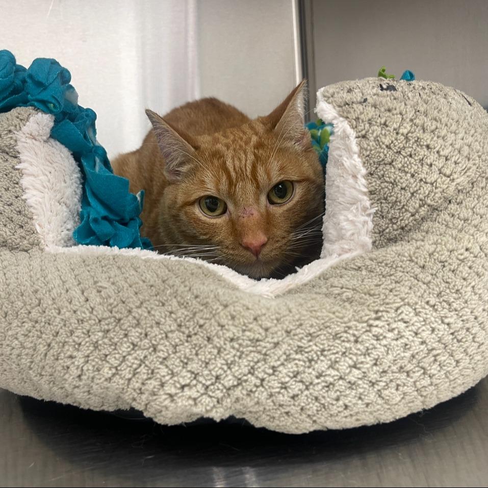 Enlarge Willow 2025, a Adoptable Domestic Short Hair in Bensalem, PA image 1/6