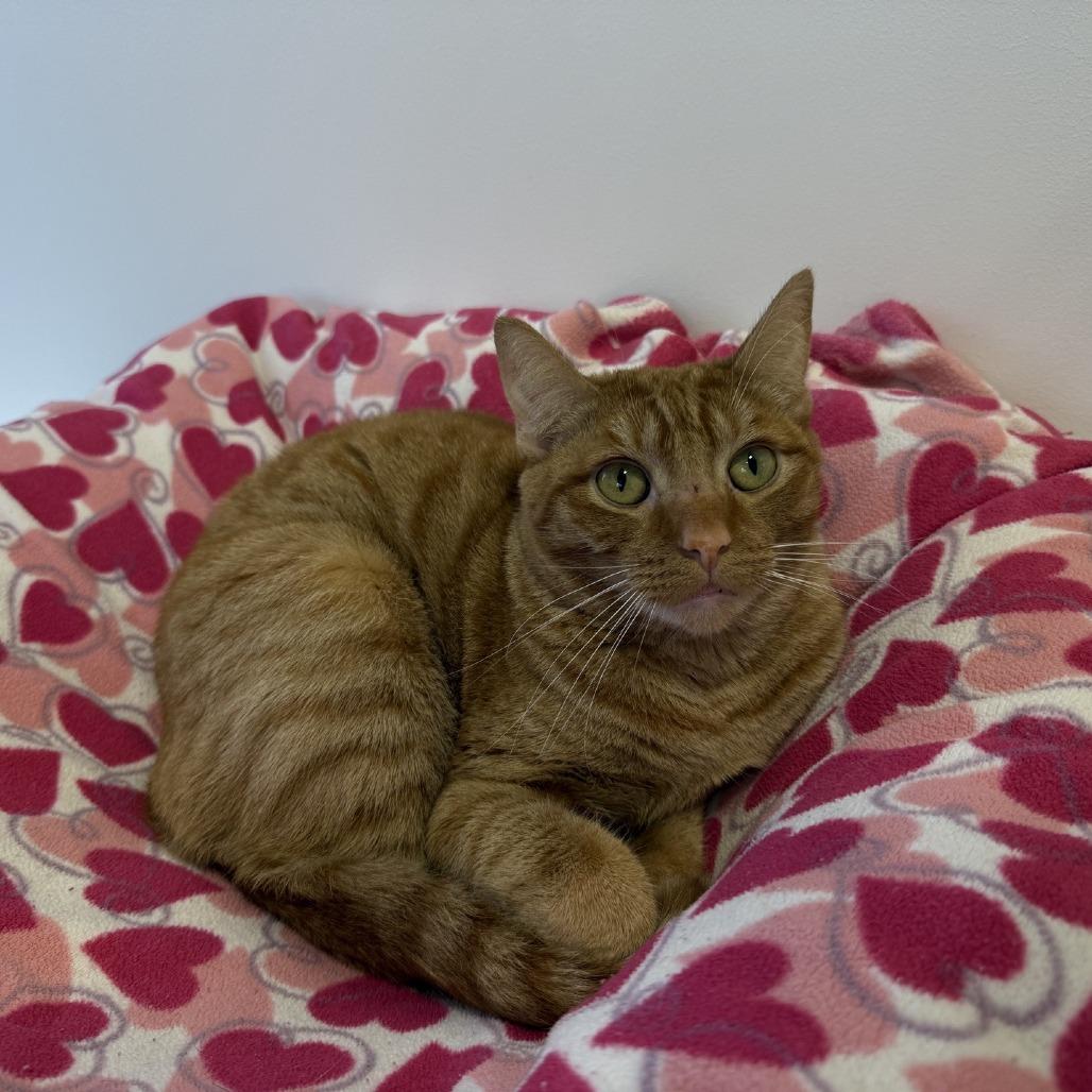 Enlarge Willow 2025, a Adoptable Domestic Short Hair in Bensalem, PA image 2/6