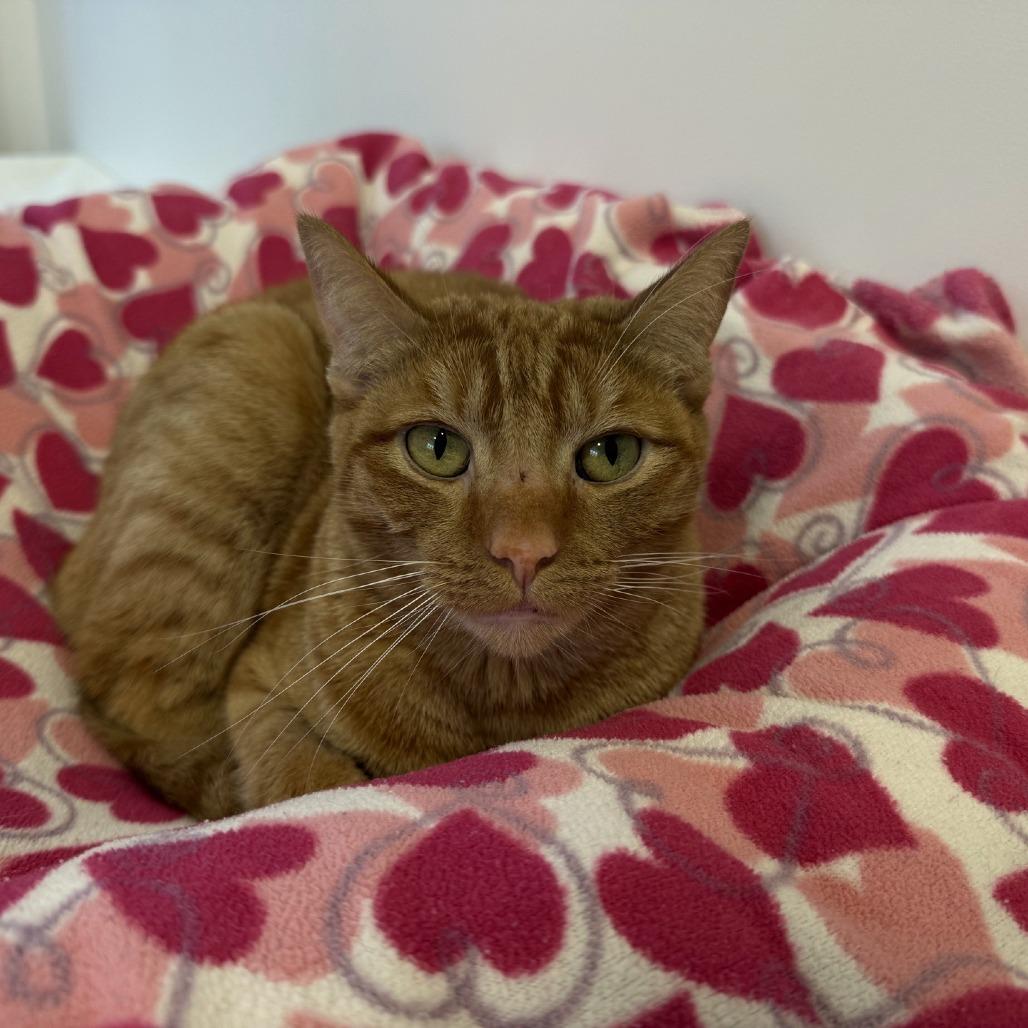 Enlarge Willow 2025, a Adoptable Domestic Short Hair in Bensalem, PA image 3/6