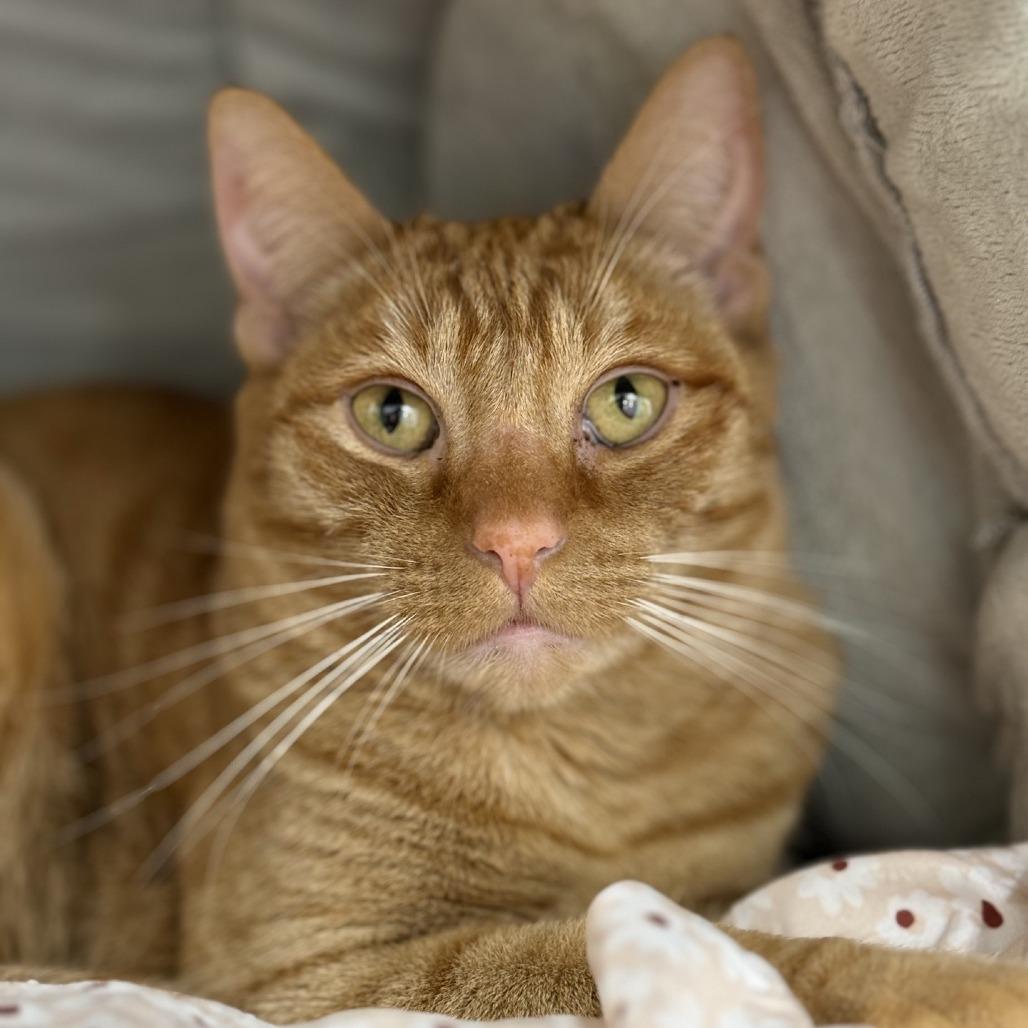 Enlarge Willow 2025, a Adoptable Domestic Short Hair in Bensalem, PA image 4/6