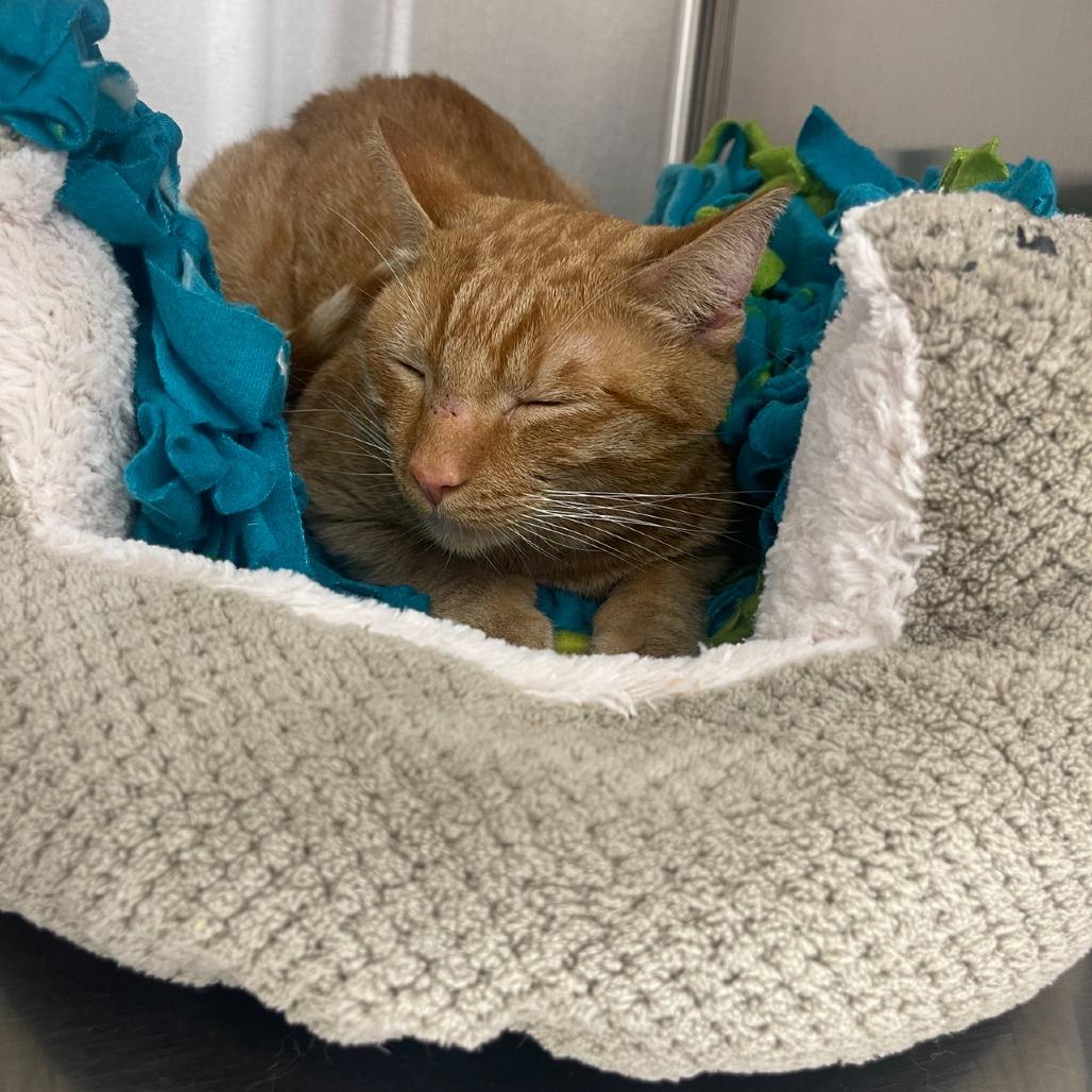 Enlarge Willow 2025, a Adoptable Domestic Short Hair in Bensalem, PA image 5/6