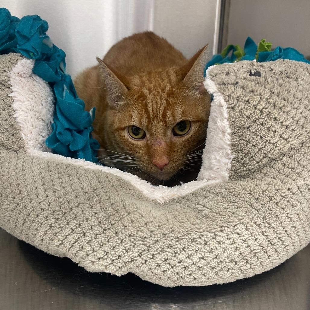 Enlarge Willow 2025, a Adoptable Domestic Short Hair in Bensalem, PA image 6/6