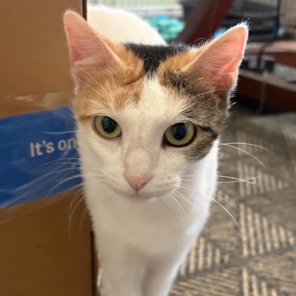 Sushi, Adoptable, Young Female Turkish Van & Turkish Van.