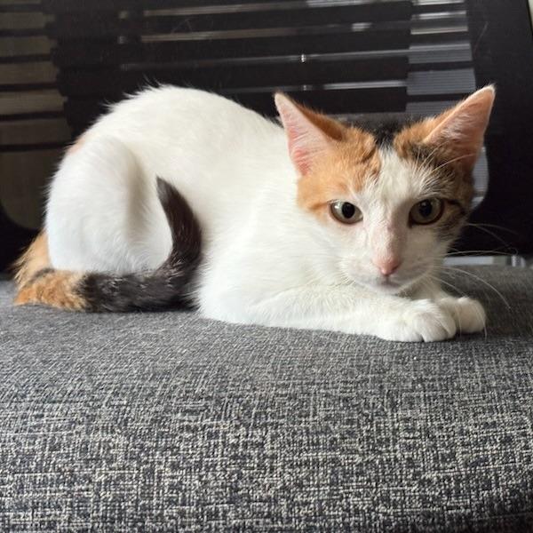 Enlarge Sushi, a Adoptable mixed breed in San Antonio, TX image 2/5