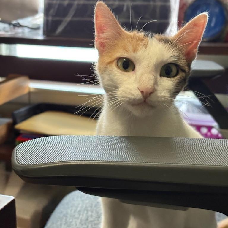 Enlarge Sushi, a Adoptable mixed breed in San Antonio, TX image 3/5