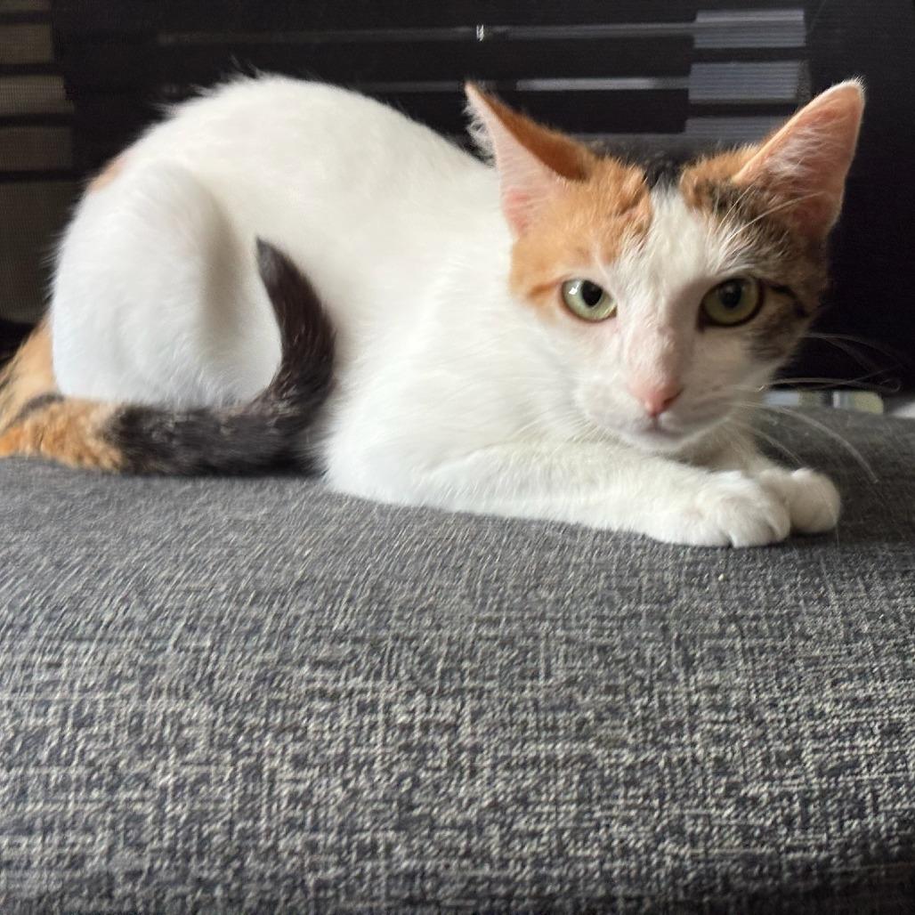 Enlarge Sushi, a Adoptable mixed breed in San Antonio, TX image 5/5