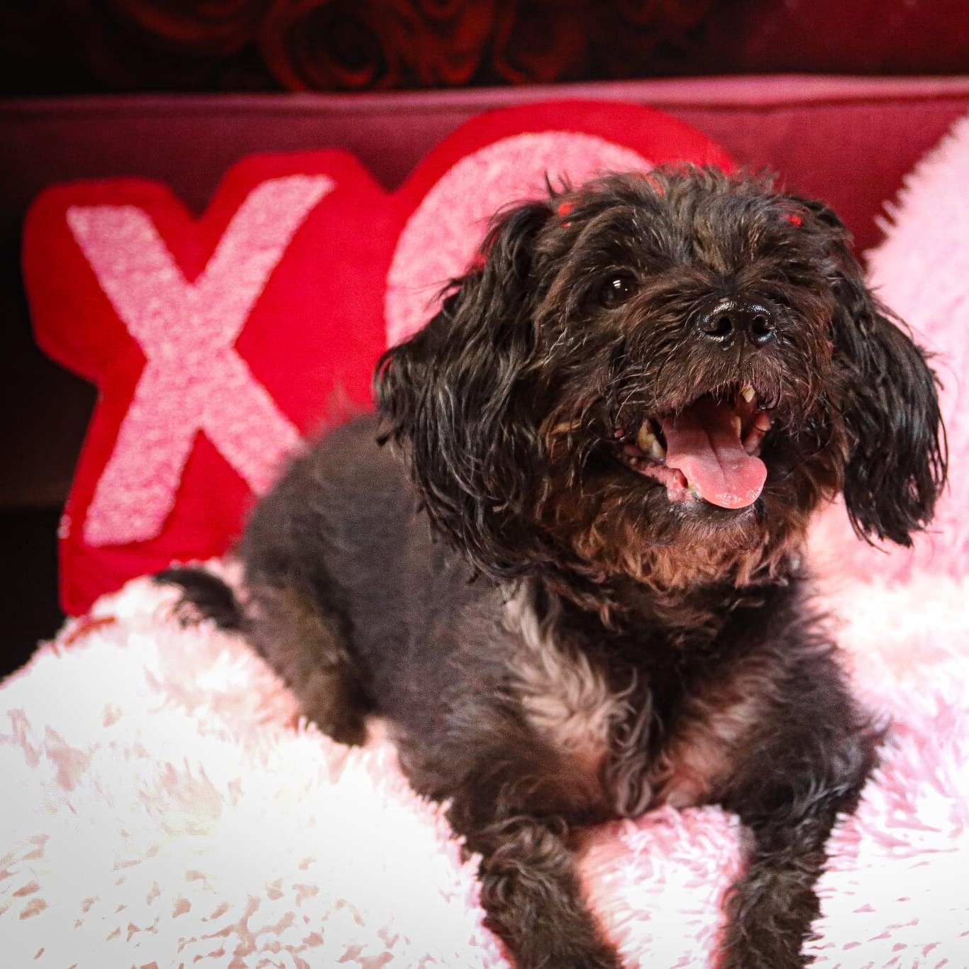 Enlarge Lia, a ADOPTABLE Yorkie Poo in Rochester, NY image 1/6