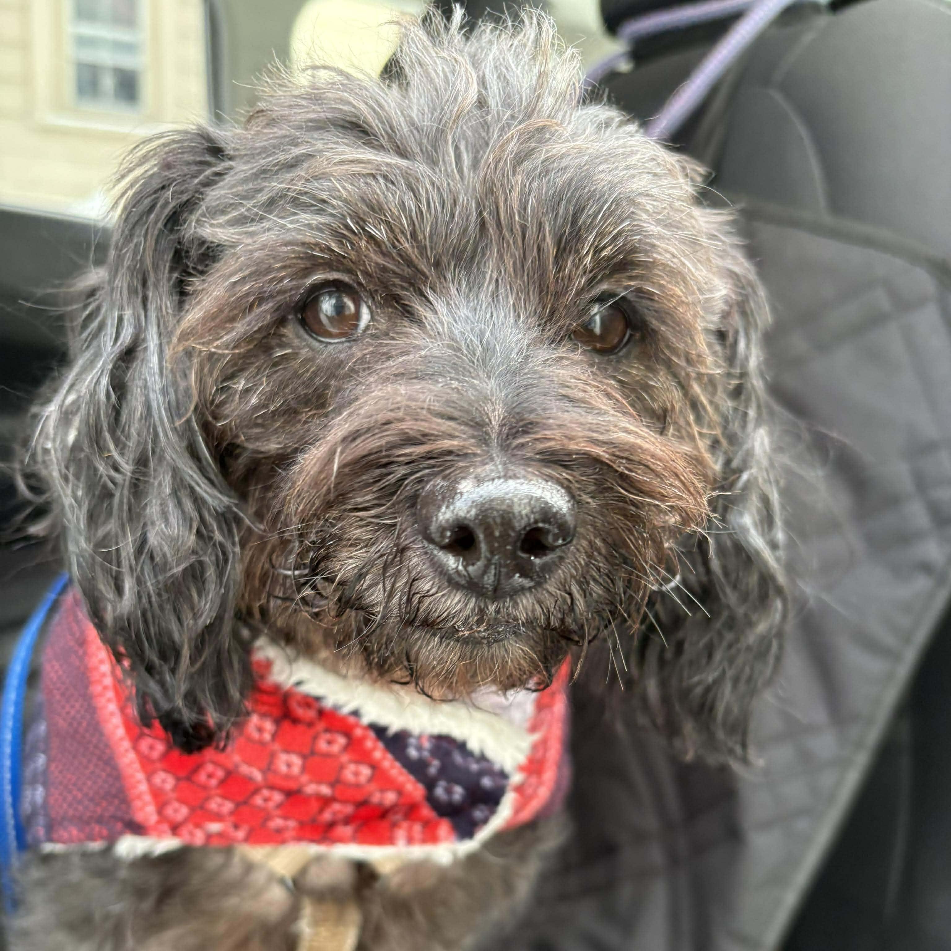 Enlarge Lia, a ADOPTABLE Yorkie Poo in Rochester, NY image 5/6