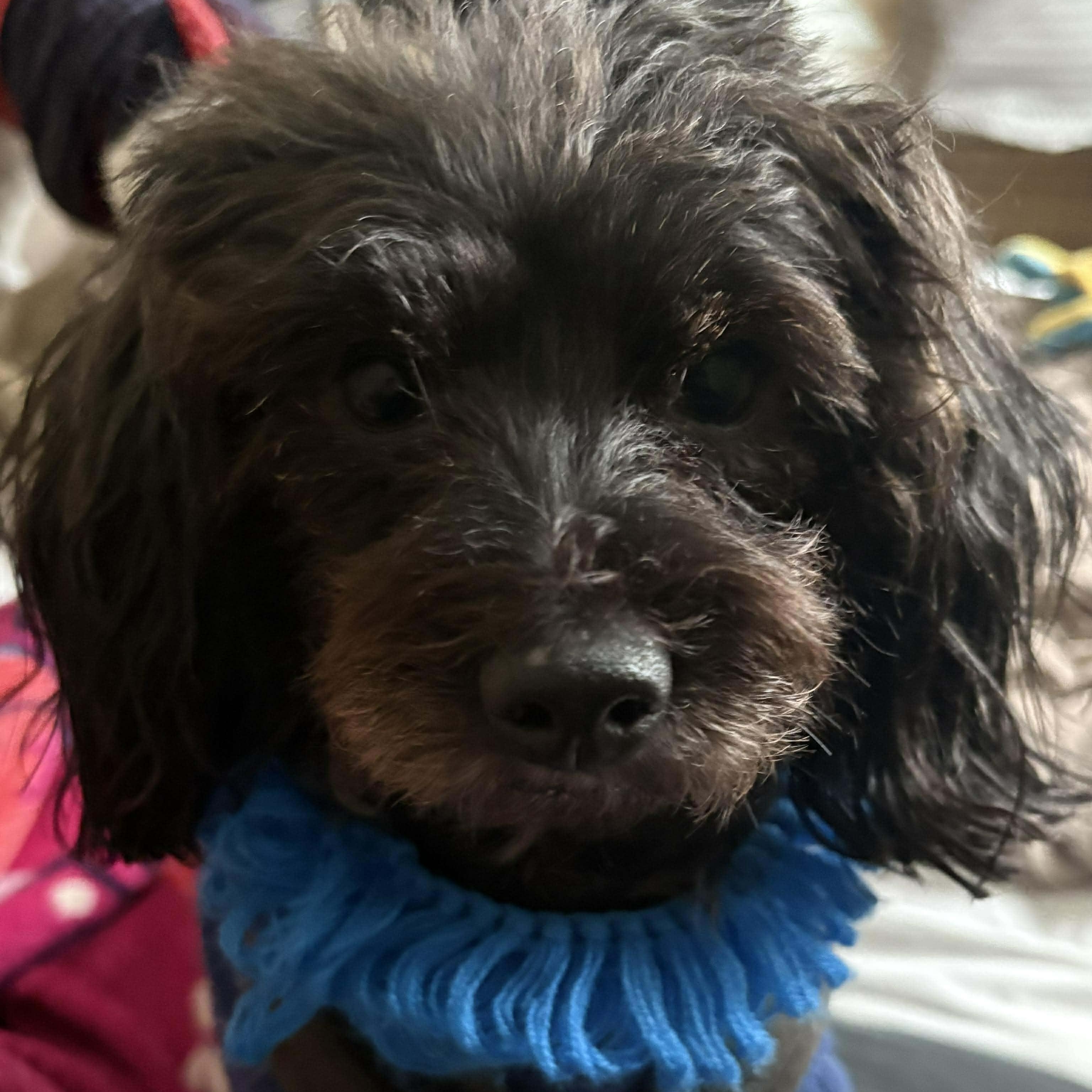 Enlarge Lia, a ADOPTABLE Yorkie Poo in Rochester, NY image 6/6