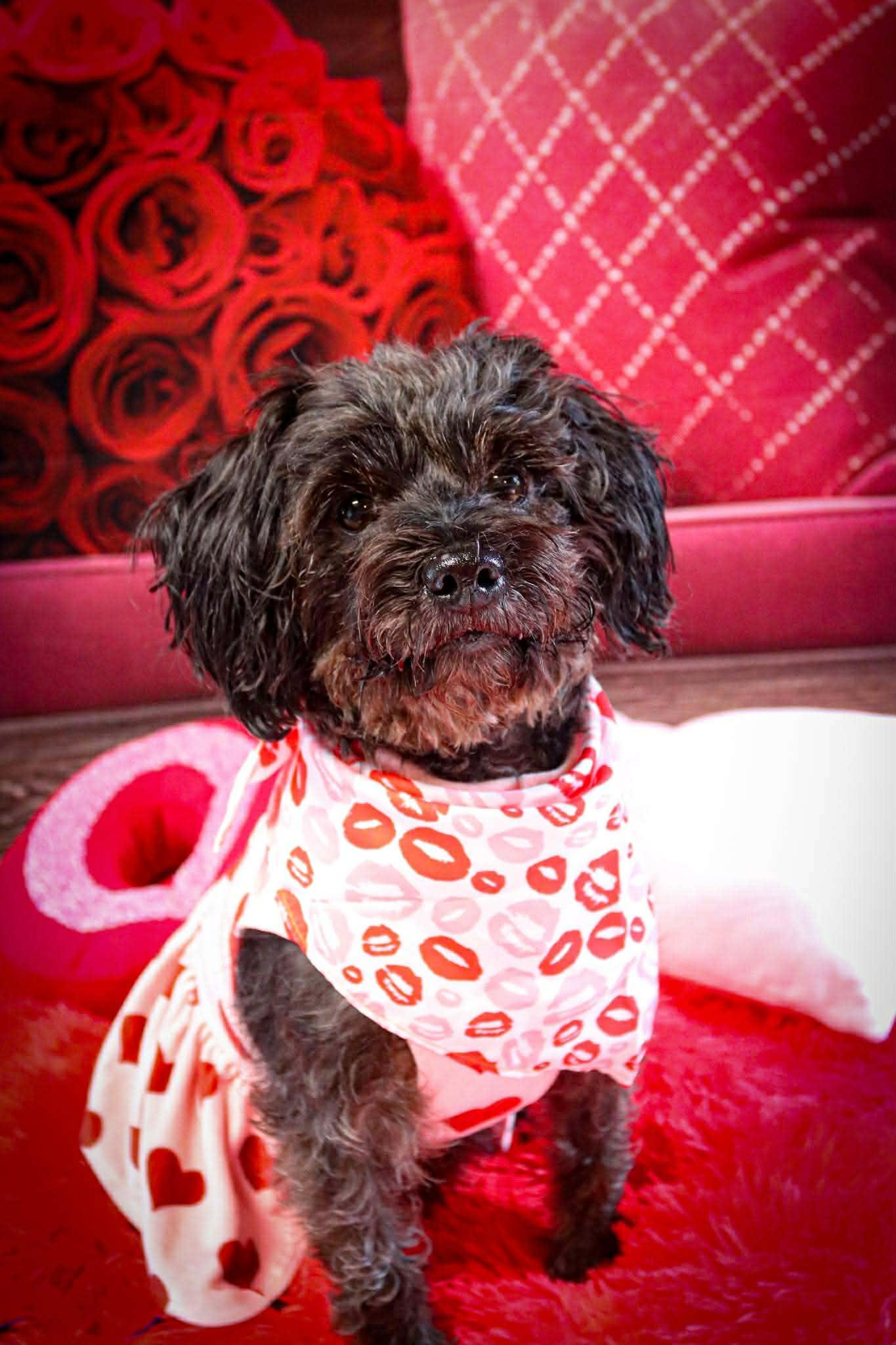 Enlarge Lia, a ADOPTABLE Yorkie Poo in Rochester, NY image 4/6