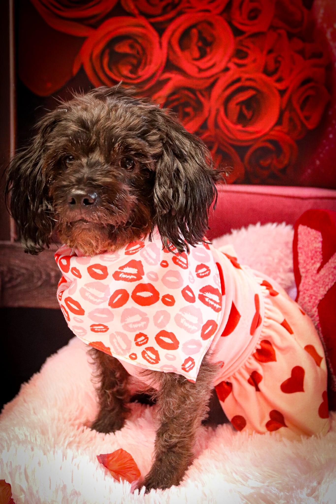Enlarge Lia, a ADOPTABLE Yorkie Poo in Rochester, NY image 3/6