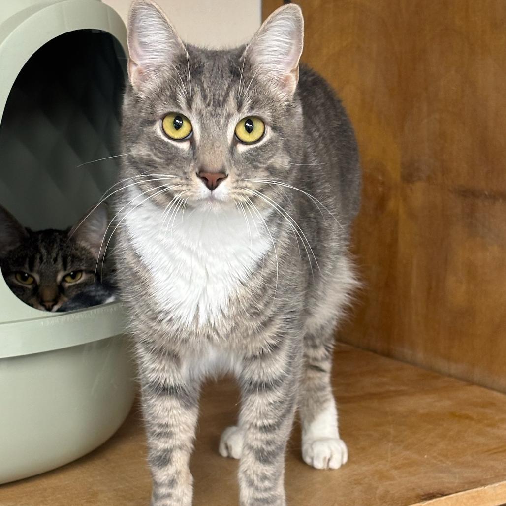 Sophie, Adoptable, Young Female Domestic Short Hair.