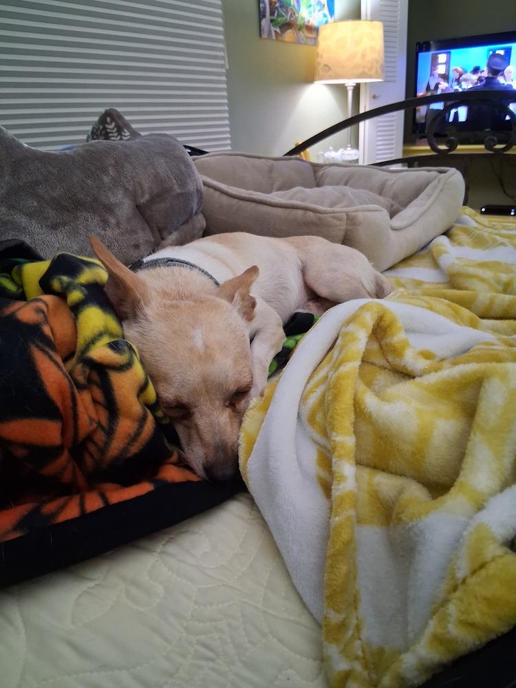 Rudy, Adoptable, Adult Male Chihuahua & Dachshund.