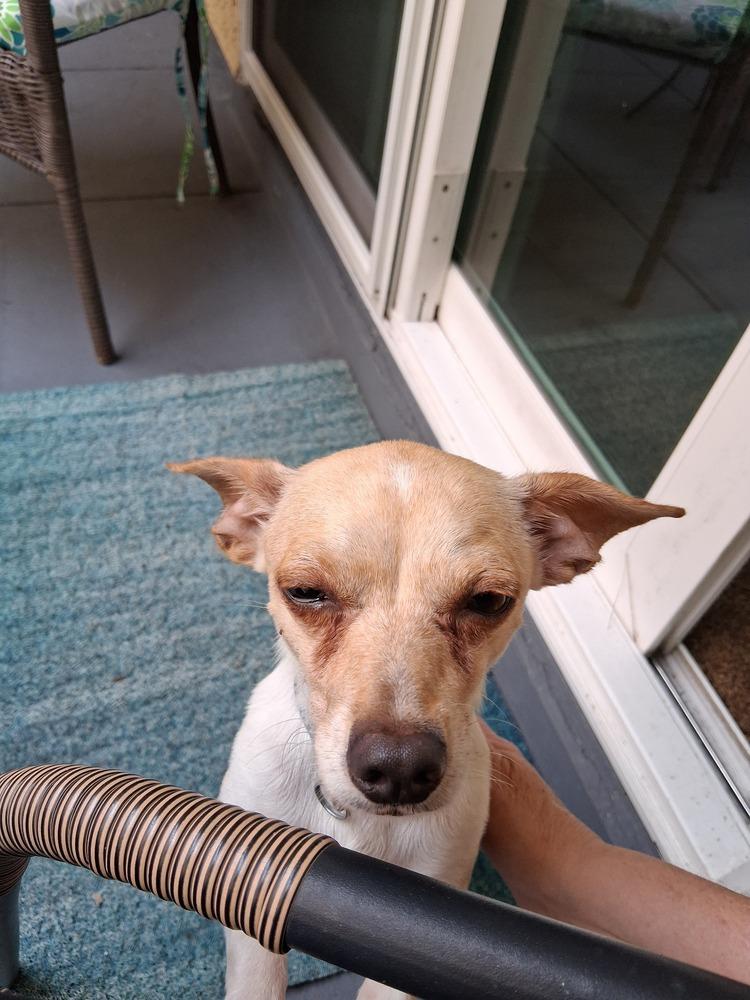 Enlarge Rudy, a Adoptable mixed breed in Melbourne Beach, FL image 2/6