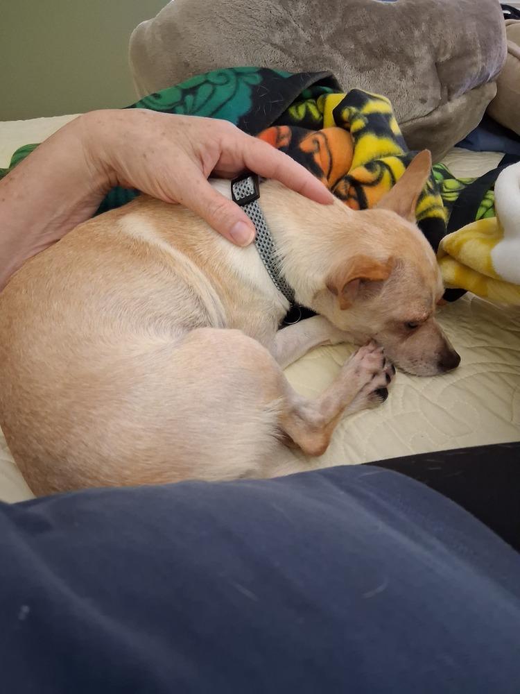 Enlarge Rudy, a Adoptable mixed breed in Melbourne Beach, FL image 4/6