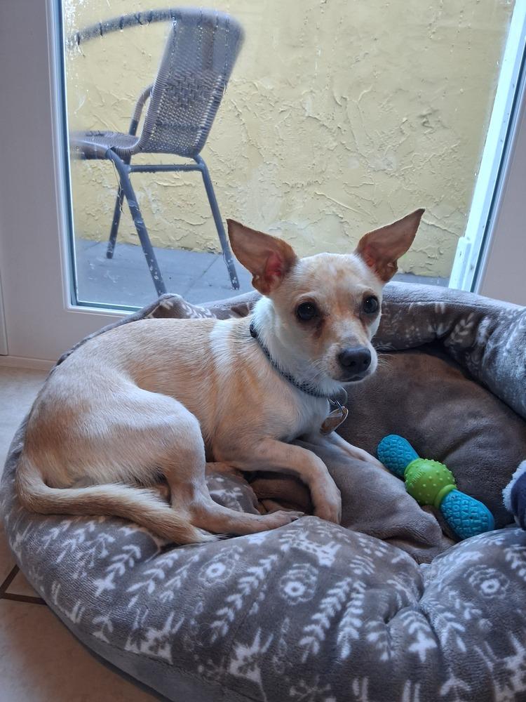 Enlarge Rudy, a Adoptable mixed breed in Melbourne Beach, FL image 5/6