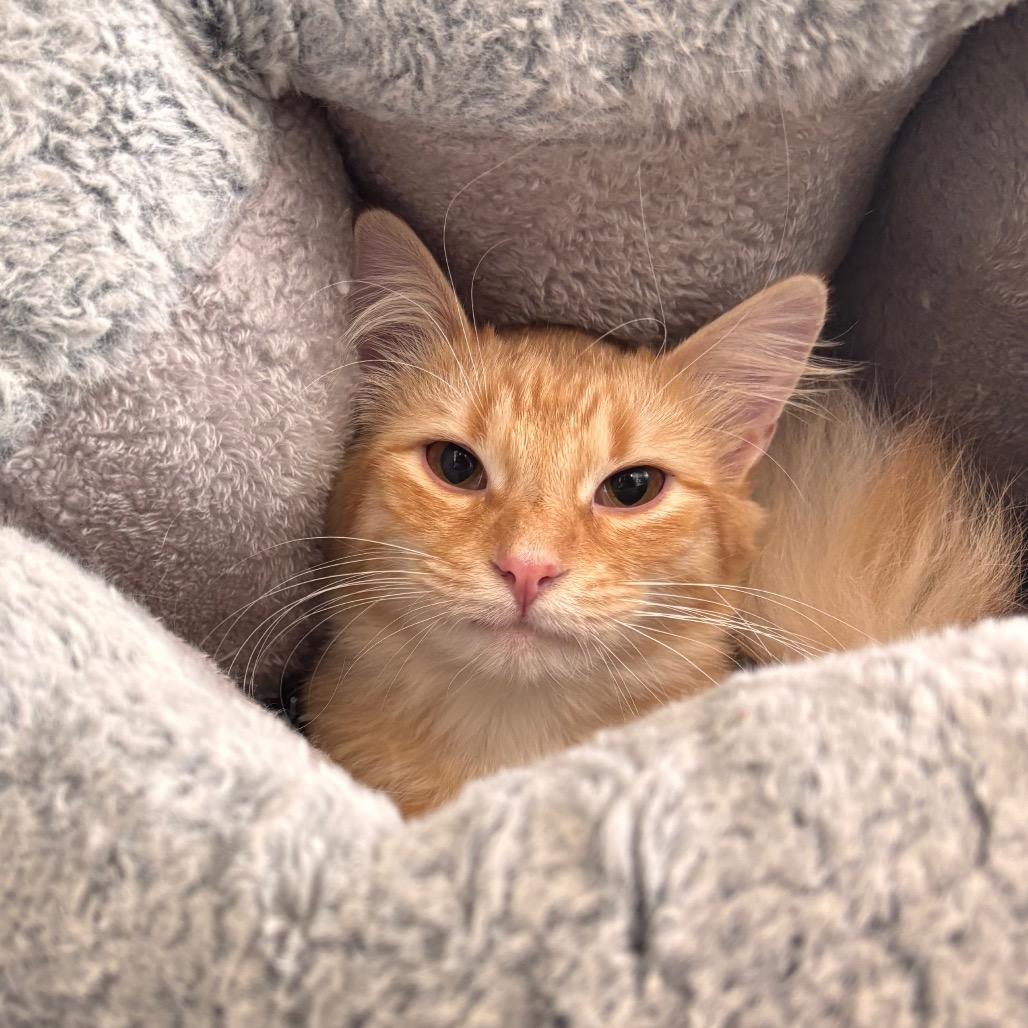 Enlarge Squash, a Adoptable Domestic Long Hair in Nashville, IN image 1/1