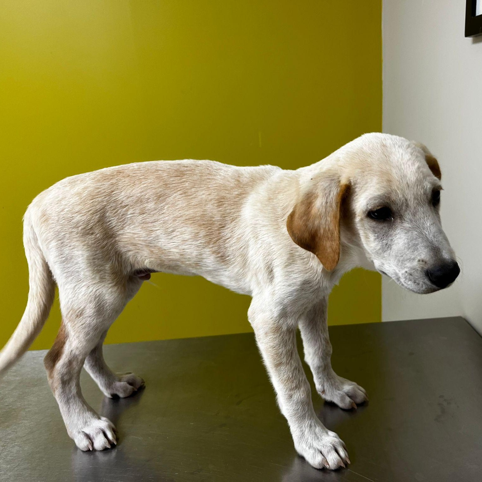 Enlarge Koko, a ADOPTABLE mixed breed in Albion, NY image 3/4