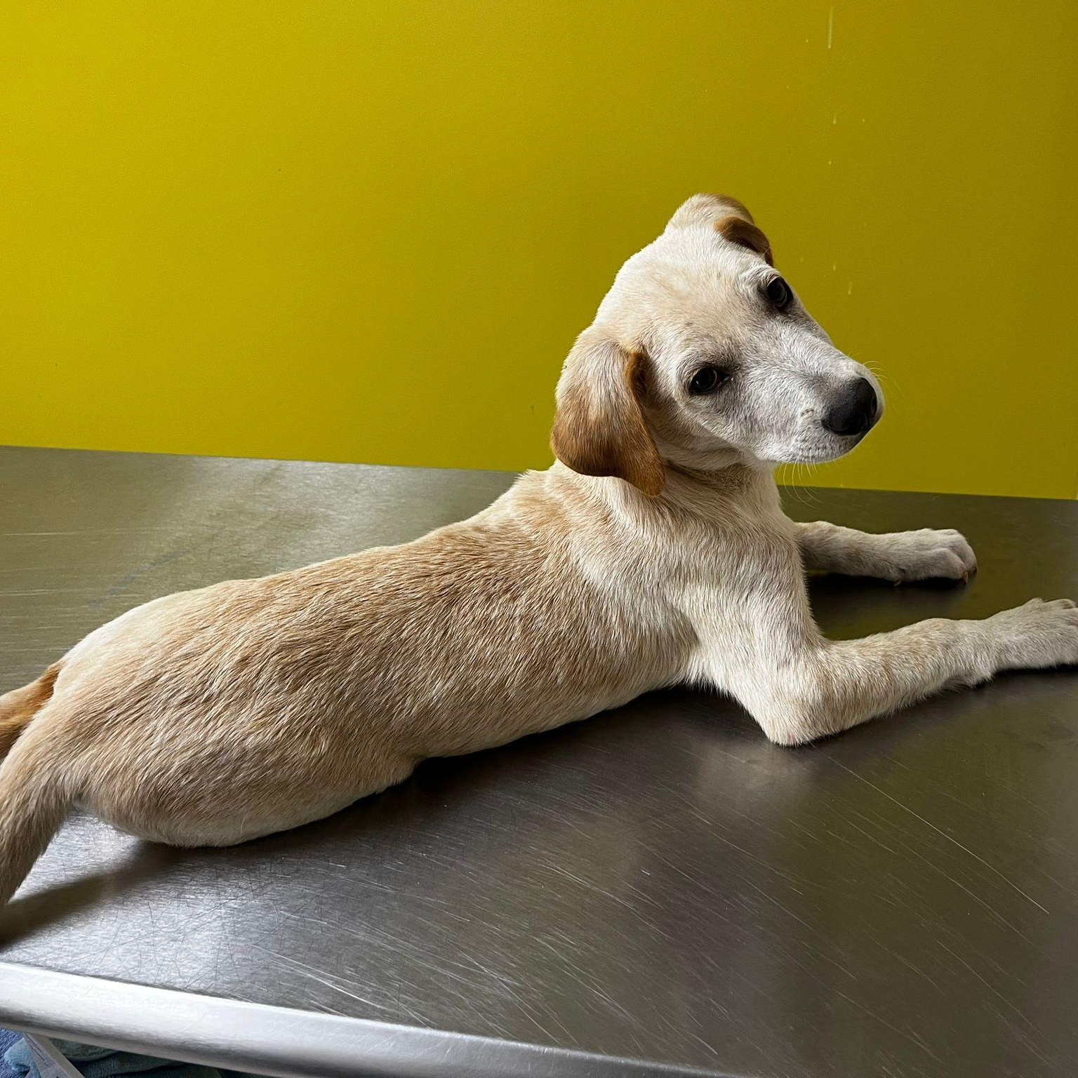 Enlarge Koko, a ADOPTABLE mixed breed in Albion, NY image 2/4