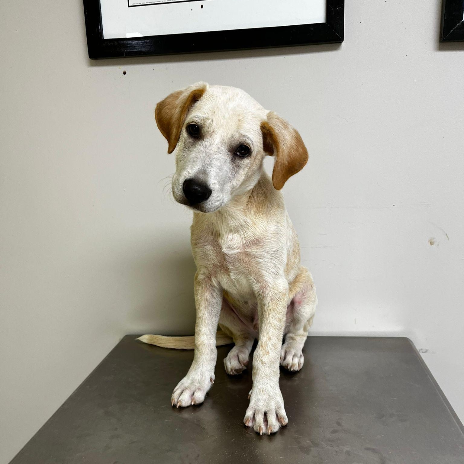 Koko, ADOPTABLE, Young Male Setter & Labrador Retriever.
